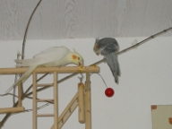 Sittiche