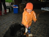 Blauer Hund